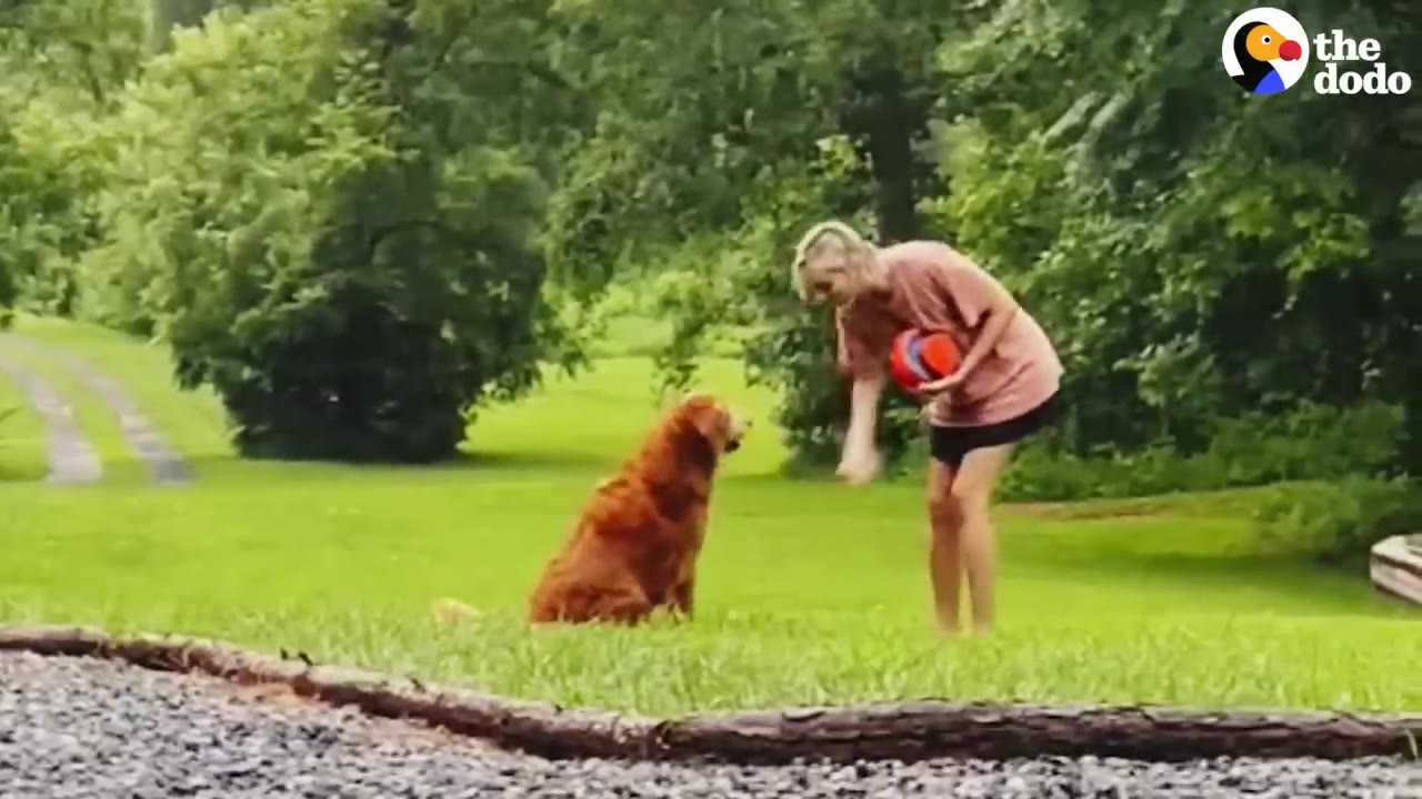 A golden retriever sits calmly on a green lawn while a woman stands nearby holding a red toy.