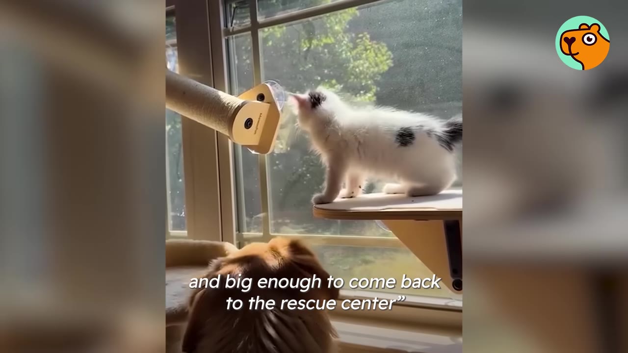 A small white kitten with black spots stands on a window shelf while a golden dog looks on from below.