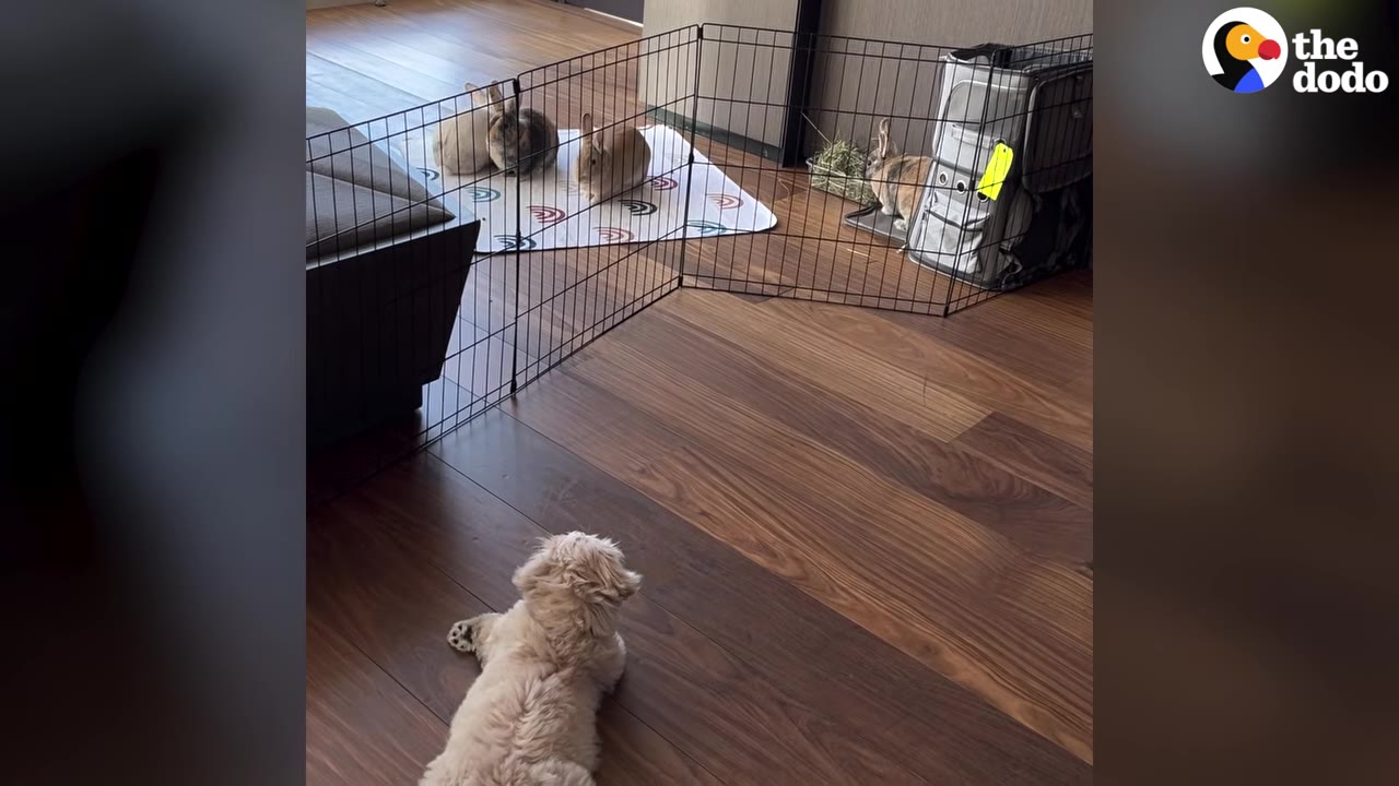 A small, fluffy cream-colored dog lying on a wooden floor, looking into a wire pen containing several rabbits.
