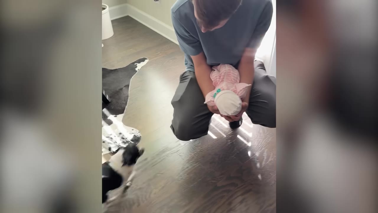 A man crouching on a wooden floor holding a swaddled newborn baby in a pink outfit as a small black-and-white dog approaches.