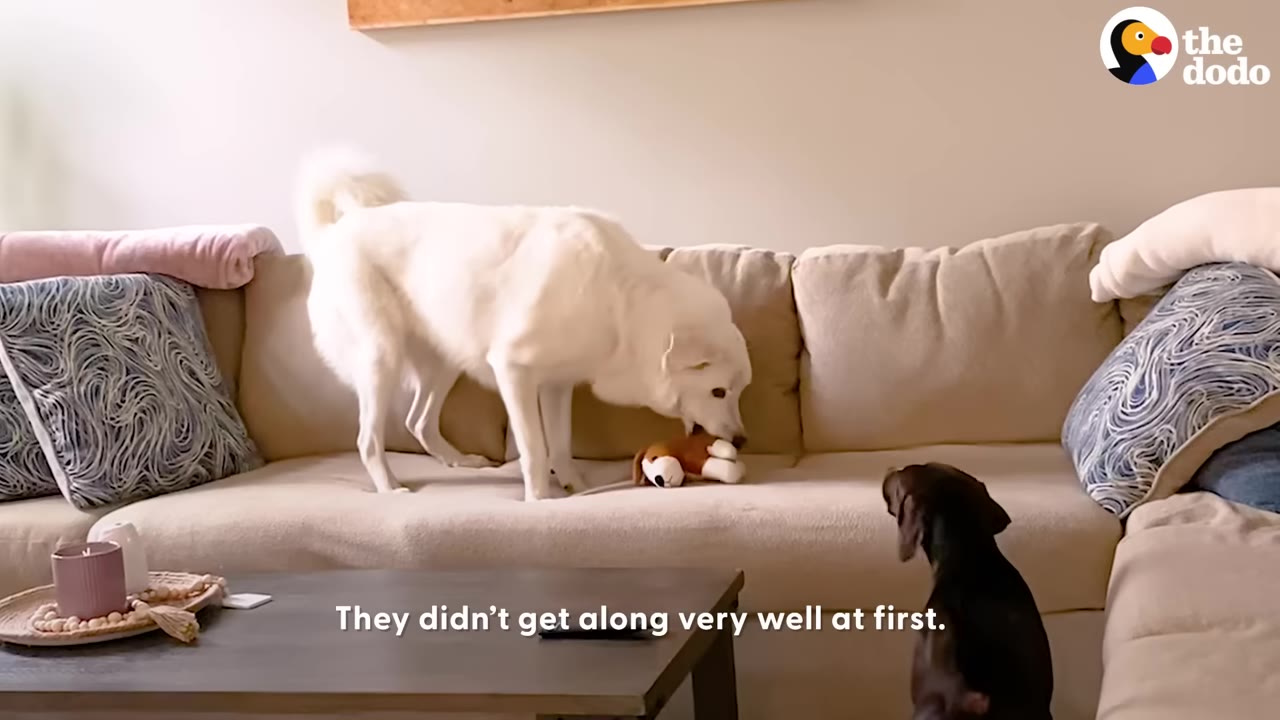 A large white dog stands on a beige couch holding a stuffed toy in its mouth, while a smaller brown dog sits on the floor looking up at it.