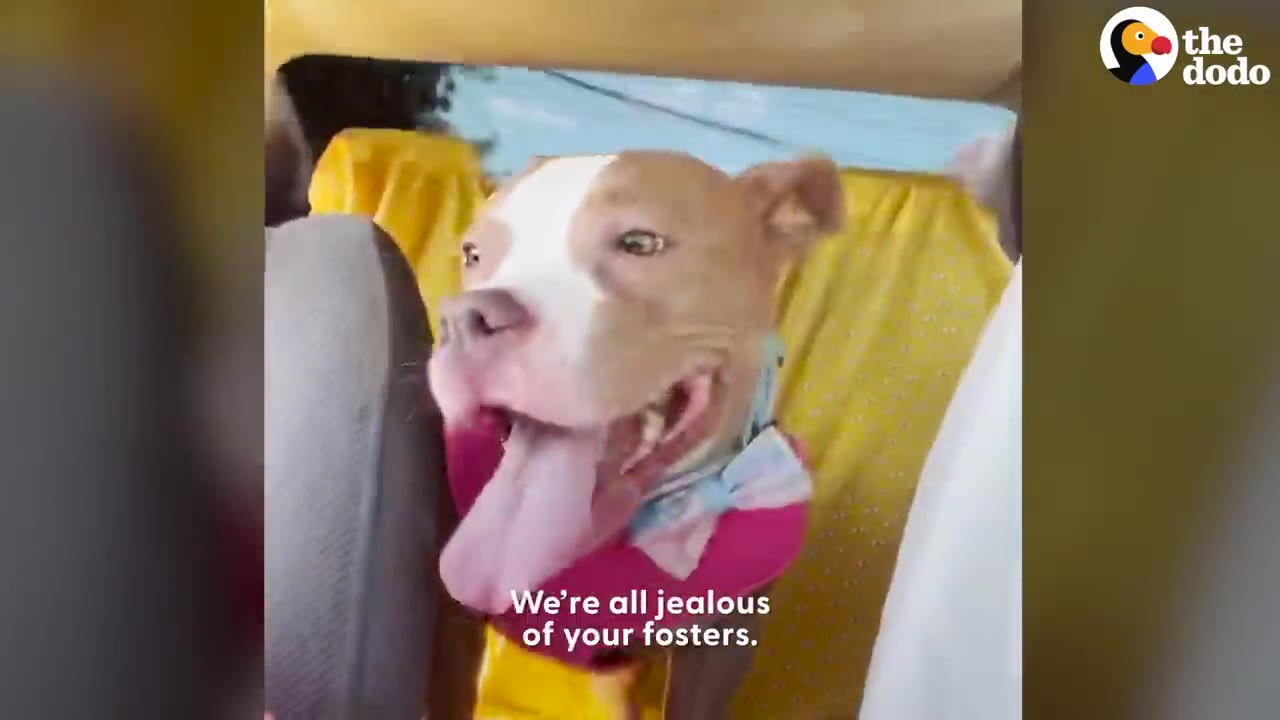 A tan and white pit bull dog wearing a patterned bowtie smiling in the backseat of a car during a drive.