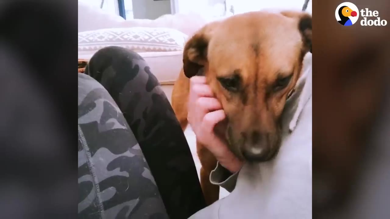 A close-up shot of a brown dog resting its chin in a person's hand as they gently pet its face.