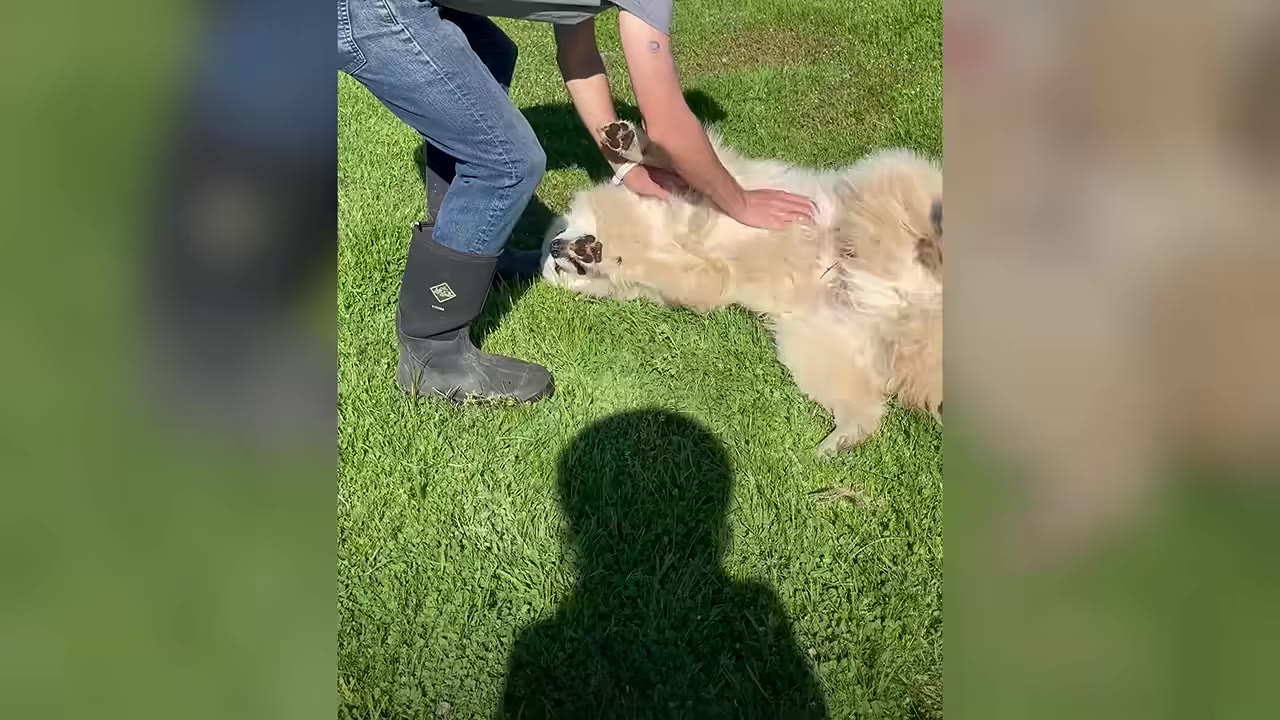A person in blue jeans and black boots rubs the belly of a large, fluffy white dog lying on its back on green grass.