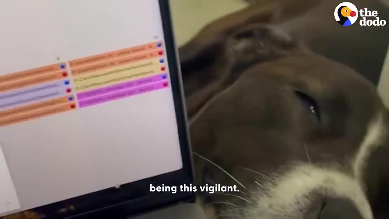 A close-up of a sleeping black and white dog resting its head near a laptop screen.