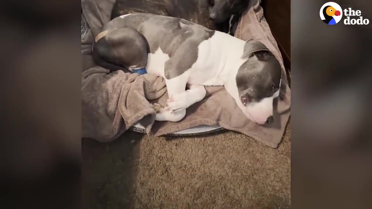 A gray and white dog sleeping on a blanket indoors with a blue cast wrapped around her back leg.