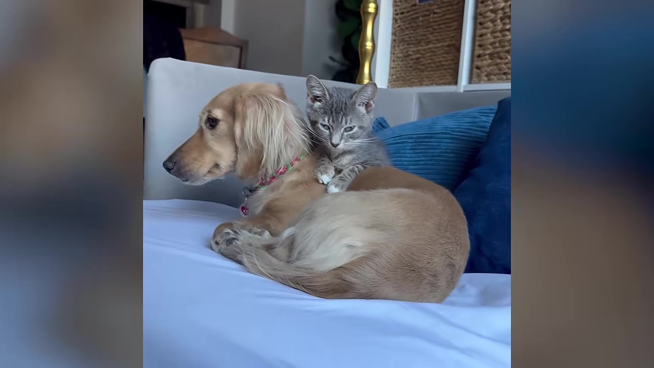 A long-haired cream dachshund lies on a bed while a small grey tabby kitten rests on her back.