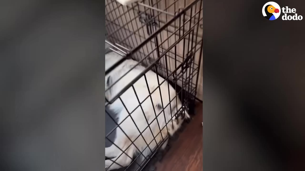 A white and grey dog sleeping inside a black wire crate on a wooden floor.