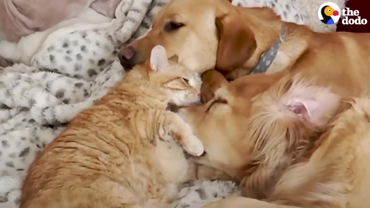 An orange tabby cat cuddles closely with two golden dogs on a soft, patterned blanket.