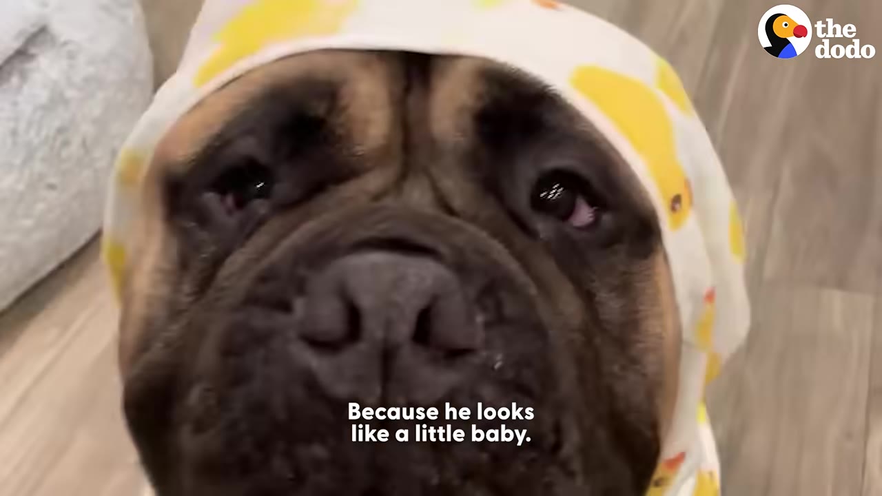 A close-up of a large brown dog wearing a yellow and white hood patterned with rubber ducks.