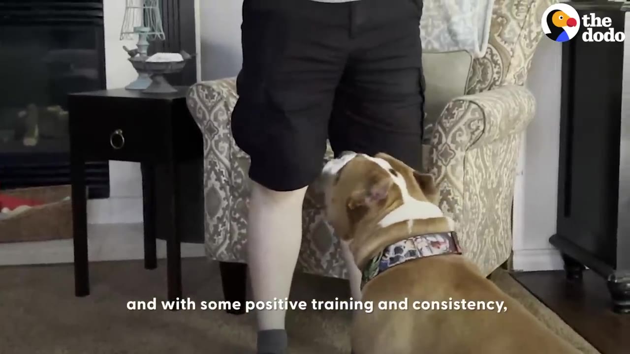 A tan and white dog wearing a collar looks up at a person standing in front of an armchair.