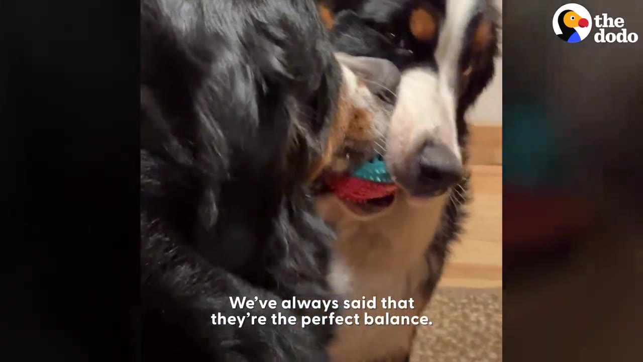 Two Bernese Mountain Dogs interacting closely while sharing a small toy.