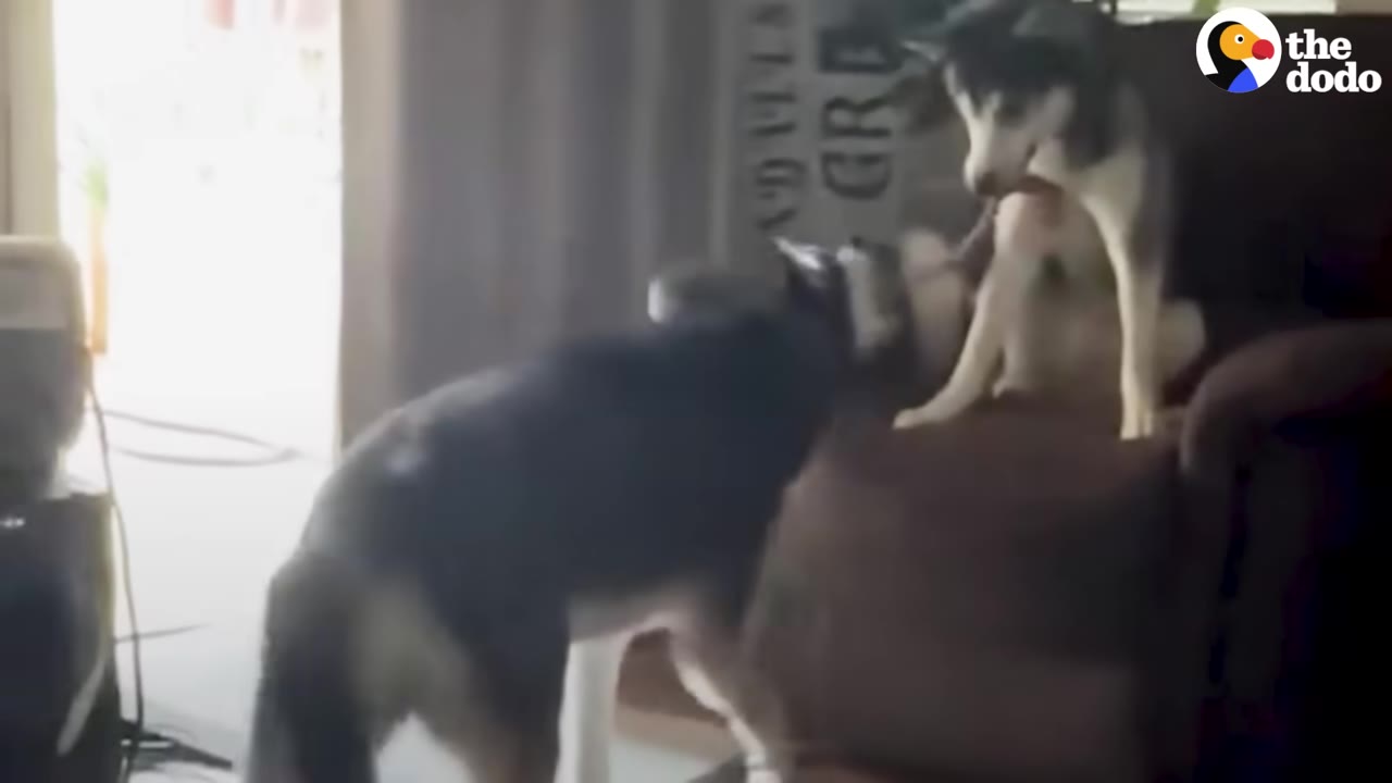 Two huskies interact inside a living room, with one dog seated on an armchair and the other standing beside it.