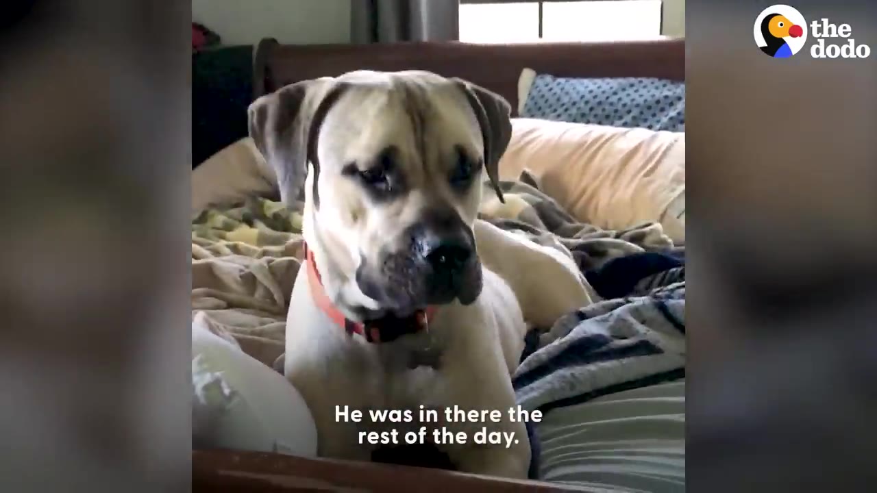 A large mastiff-like dog with a black muzzle and red collar sitting comfortably on a bed filled with blankets and pillows.