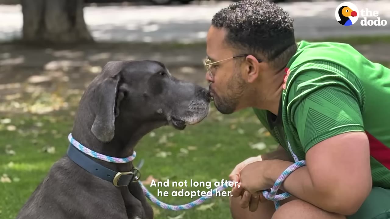 A man with glasses and a green shirt leans in to kiss a grey Great Dane on the nose while sitting on the grass.