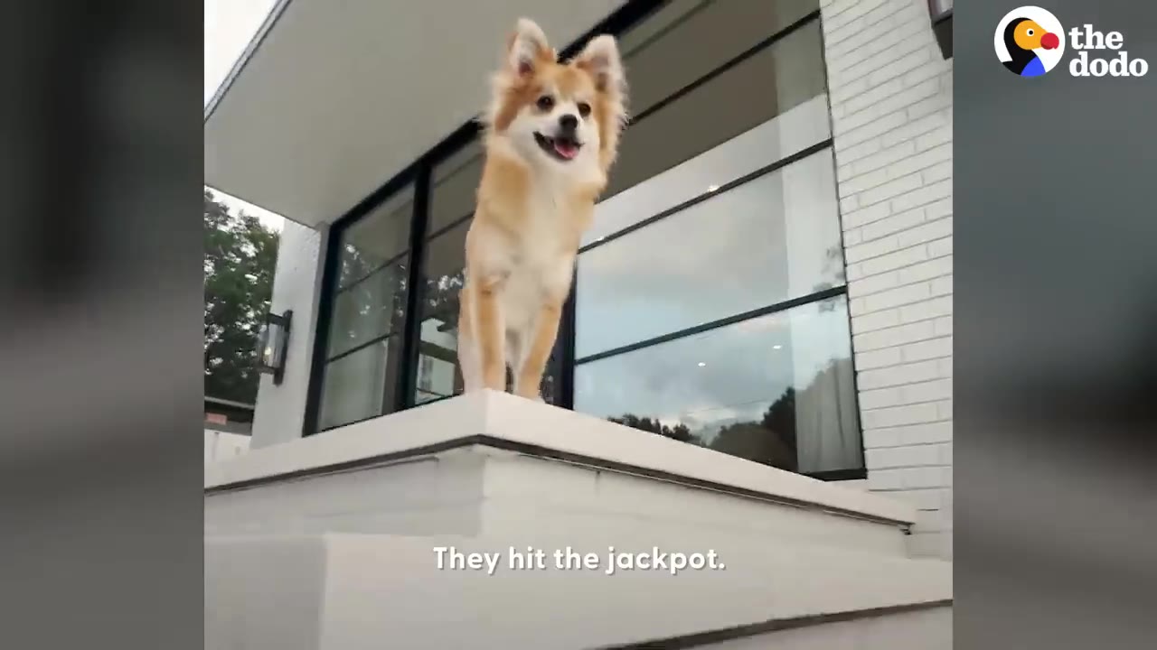 A fluffy tan and white dog standing on white outdoor steps in front of a modern house.