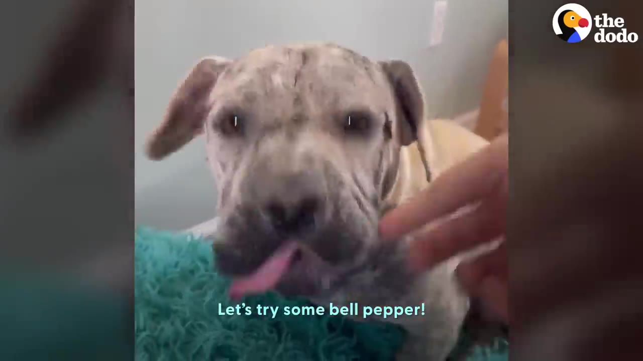 A light-colored brindle dog looking directly at the camera with its pink tongue sticking out.