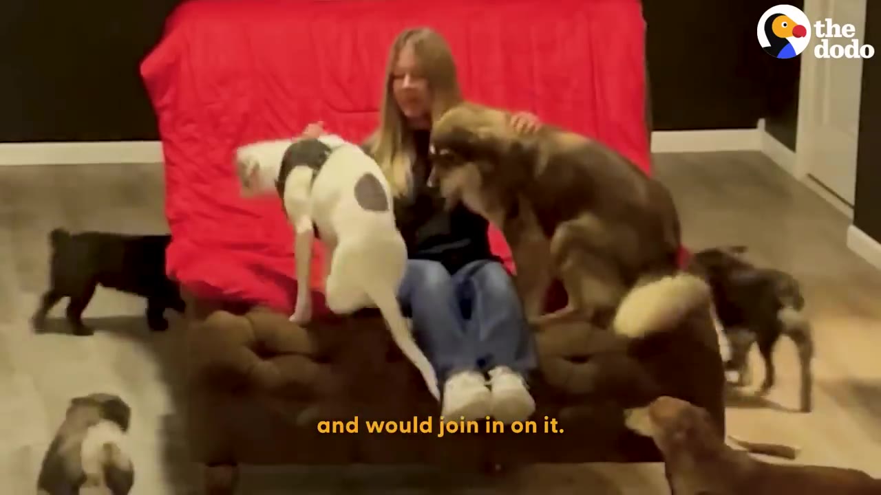 A group of dogs of various breeds gather around a young woman sitting on a brown couch with a red blanket draped over the back.