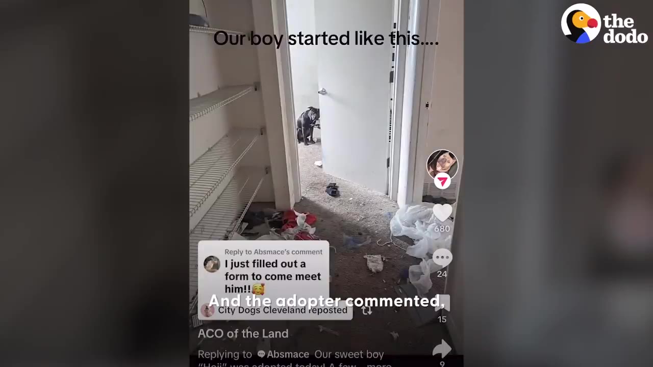 A screenshot of a TikTok video showing a black dog sitting in a room with comments overlaid on screen.