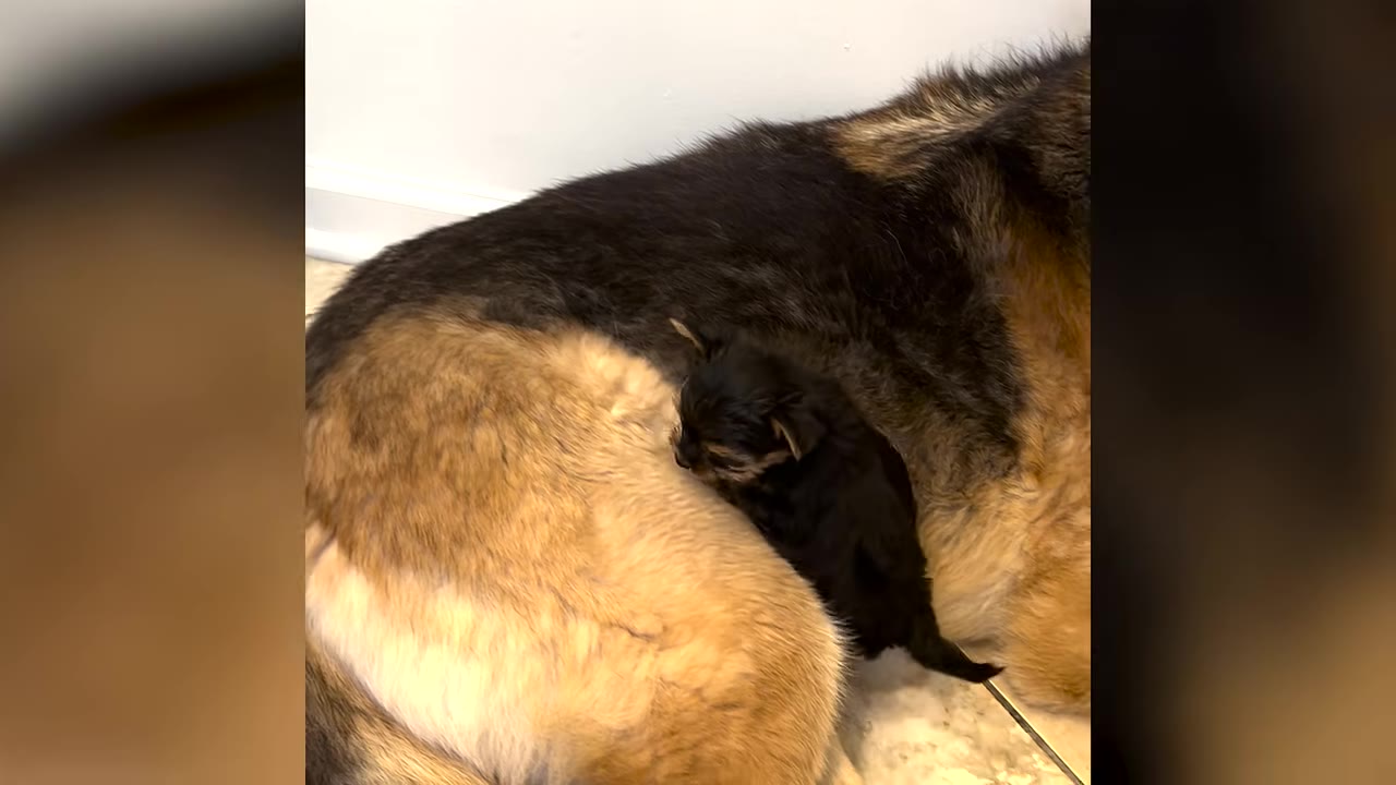 A tiny black puppy climbing against the side of a large German Shepherd lying down on the floor.