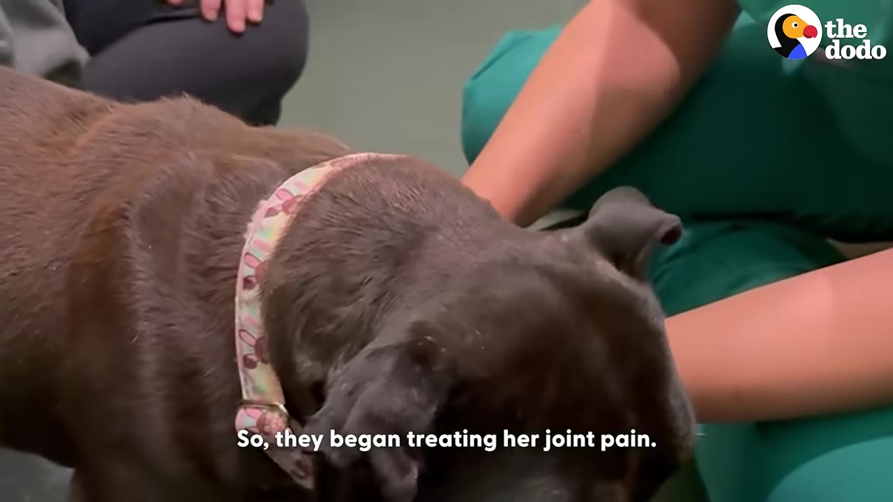 A close-up of a brown dog wearing a pink collar being gently handled by a person in green veterinary scrubs.