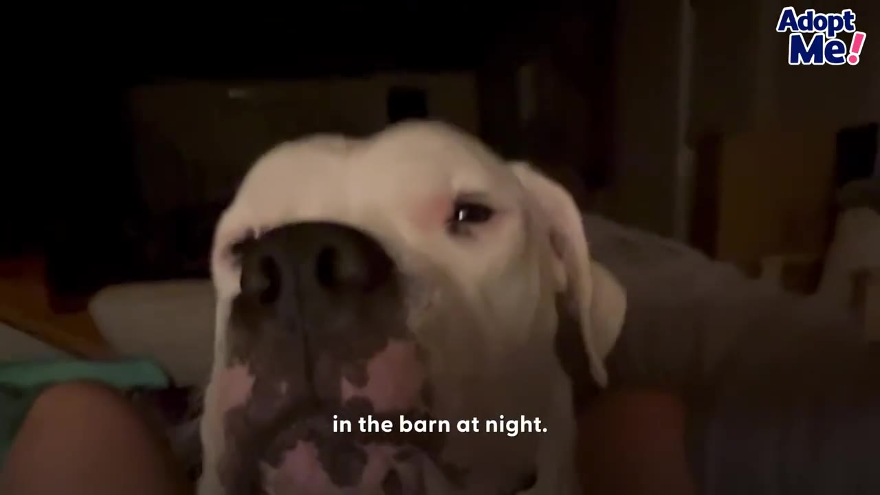 Close-up of a white dog's face inside a dark room at night.