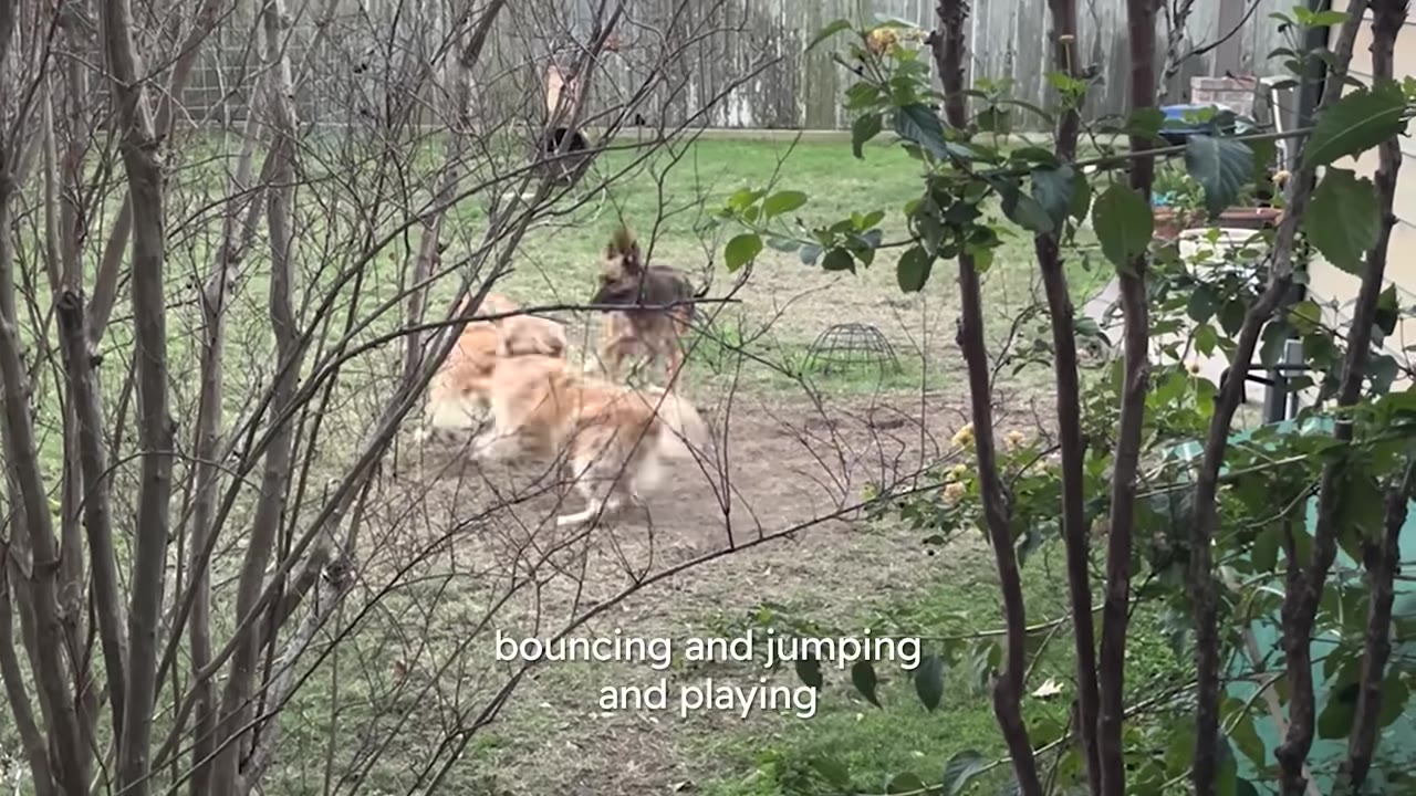 Several dogs playing together in a grassy backyard viewed through tree branches.