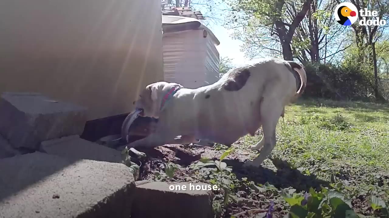 A white dog with brown spots stretches low to look and reach underneath a shed outdoors.