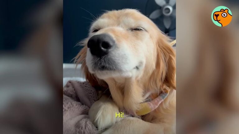 North Carolina Woman Adopted A Dog With Almost No Hair, Then Witnessed A Moment She’ll Never Forget