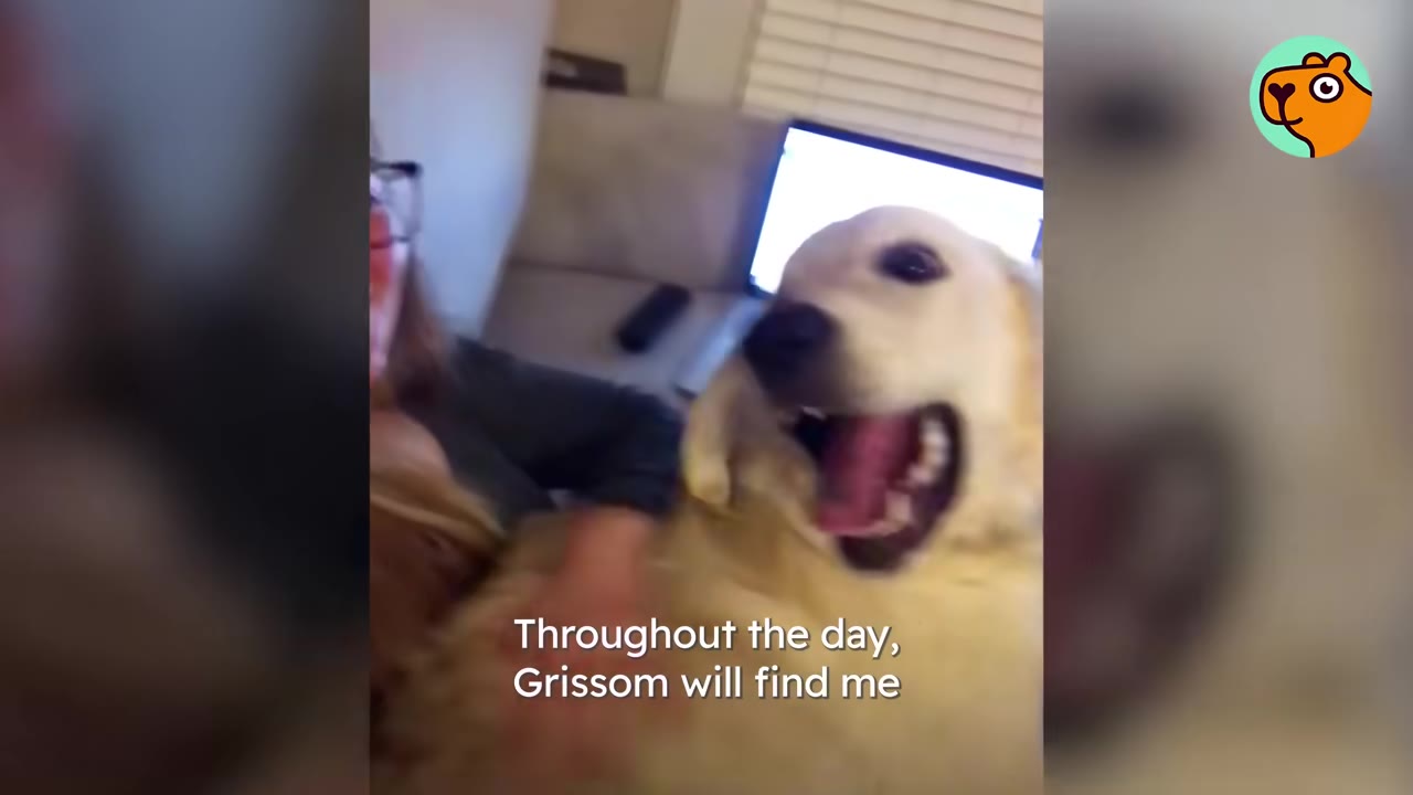 A happy golden retriever cuddling up close next to its owner indoors.