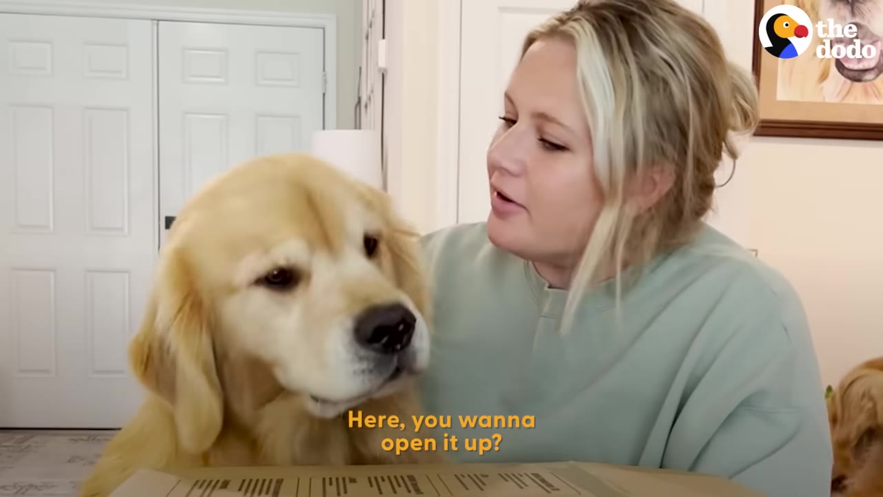 A golden retriever sits beside a woman who is leaning over a cardboard delivery package indoors.