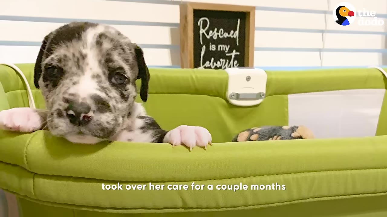 A close-up of a spotted black and white puppy looking over the edge of a green fabric bassinet.