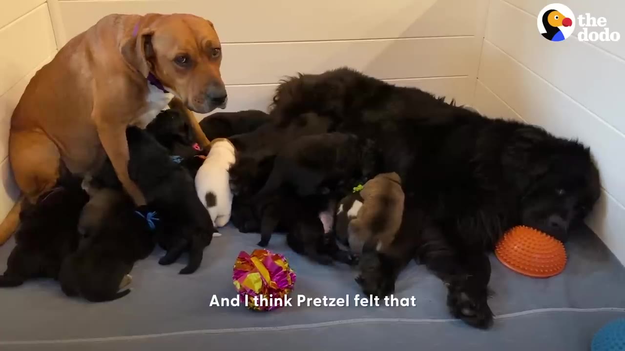 A black Newfoundland dog rests calmly on a mat alongside a tan dog surrounded by a large litter of puppies.