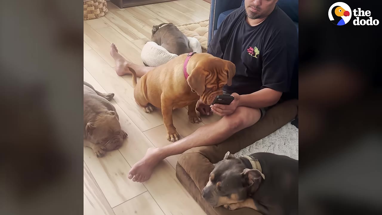 A brown Dogue de Bordeaux dog sits on the floor next to a man, staring intently at the screen of a smartphone he is holding.