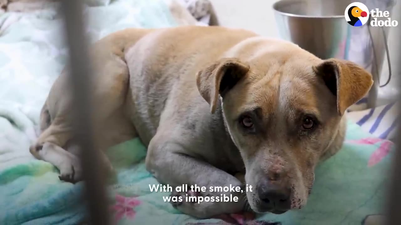 A tan dog lying on a blanket indoors, looking up at the camera with sad, attentive eyes.