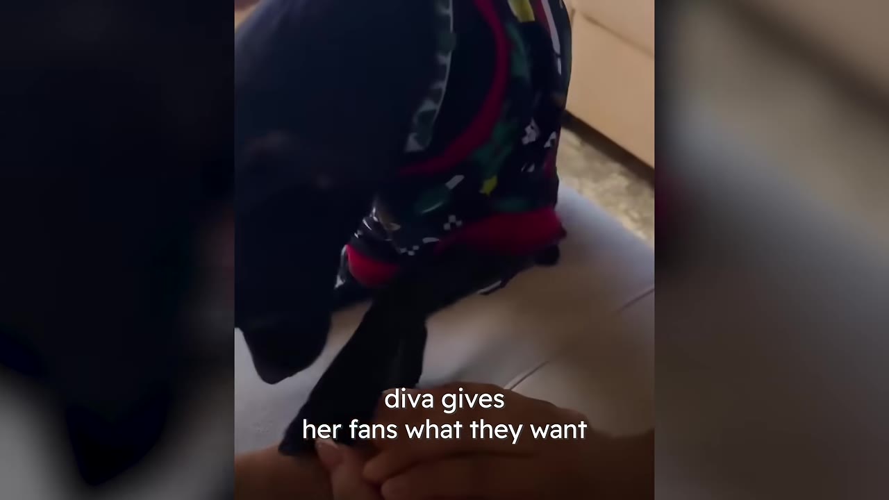 A black dog wearing a colorful patterned shirt places its paw in a person's hand.