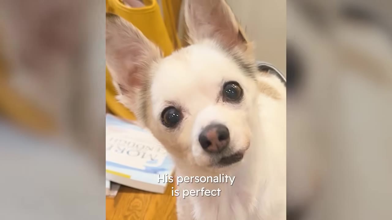 A close-up portrait of a small white and tan chihuahua looking directly at the camera with large dark eyes.