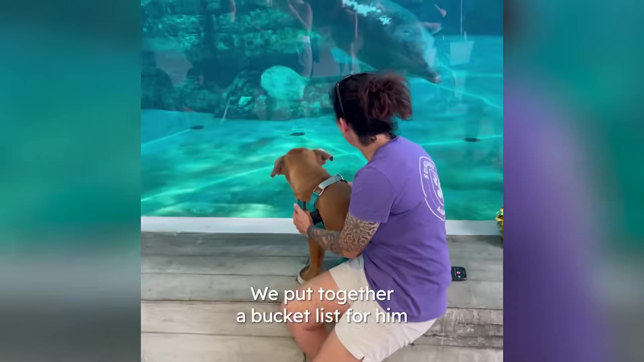 A woman in a purple shirt sits beside a small brown dog in a harness as they look into a large aquarium tank with aquatic animals swimming inside.