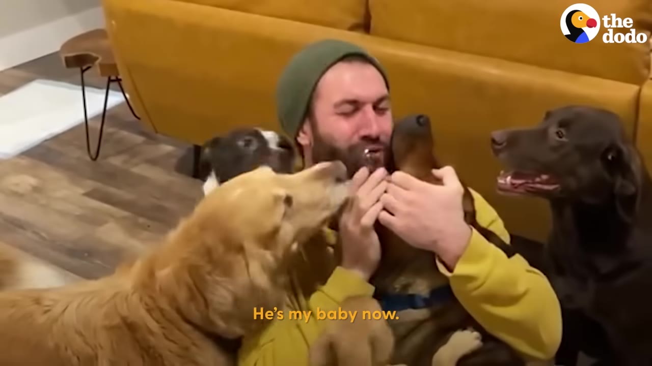 A man wearing a green beanie and yellow hoodie hugs and kisses a dog while surrounded by several other dogs indoors.