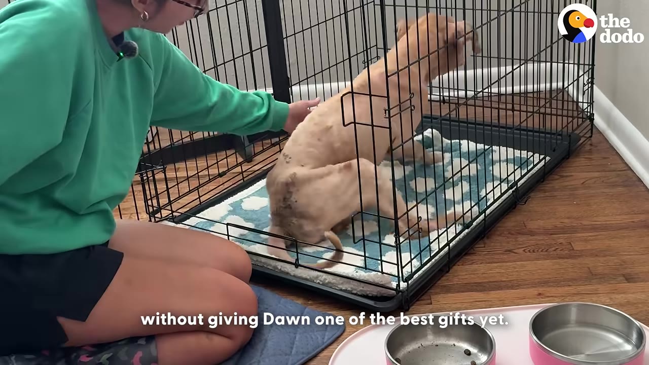 A woman in a green sweatshirt kneels on the floor next to a wire dog crate, gently reaching out to a thin, light-brown dog sitting inside on a blue and white blanket.