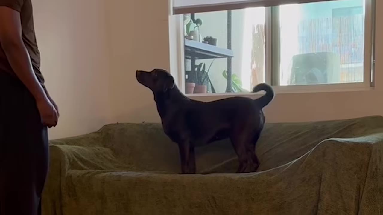 A dark brown dog stands on a green couch, looking up attentively at a man standing nearby.