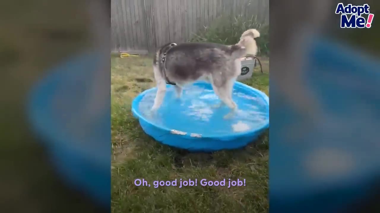 A husky stands inside a small blue plastic kiddie pool filled with water on a backyard lawn.