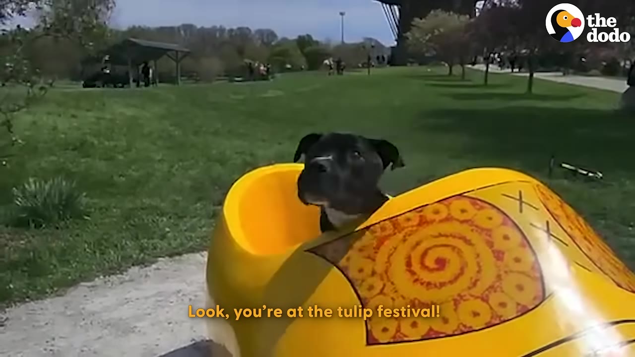 A black dog named Walter sits inside a large, decorative yellow wooden shoe in a grassy park.