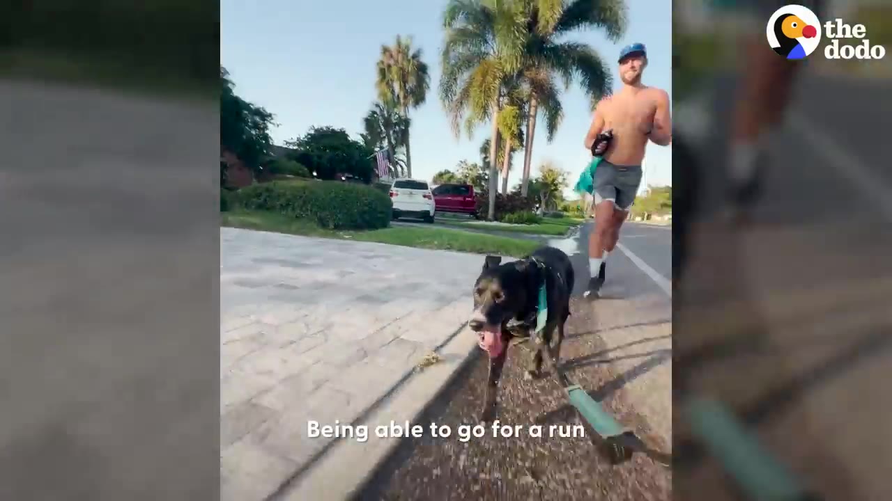 A black dog running on a paved sidewalk with a man running behind him along a suburban street with palm trees.