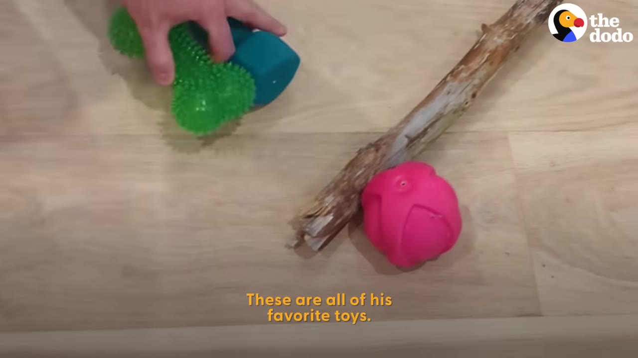 A person's hand places colorful dog toys on a wooden floor alongside a large wooden stick.