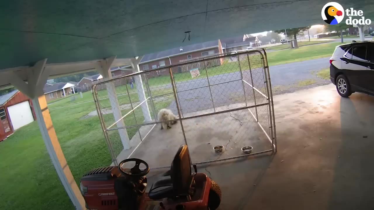 A small fluffy dog inside a large metal chain-link kennel enclosure under a covered carport.