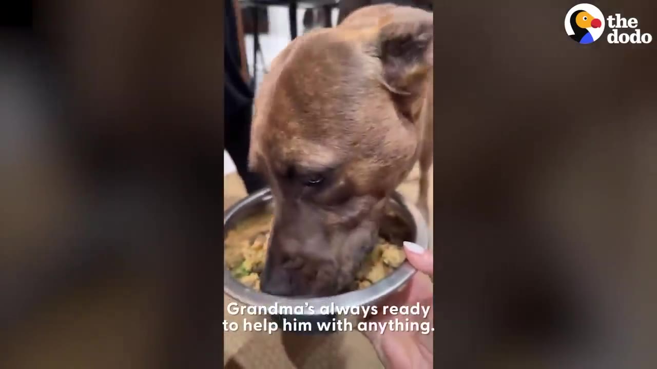 A person holds a metal food bowl while a brown dog eats from it.