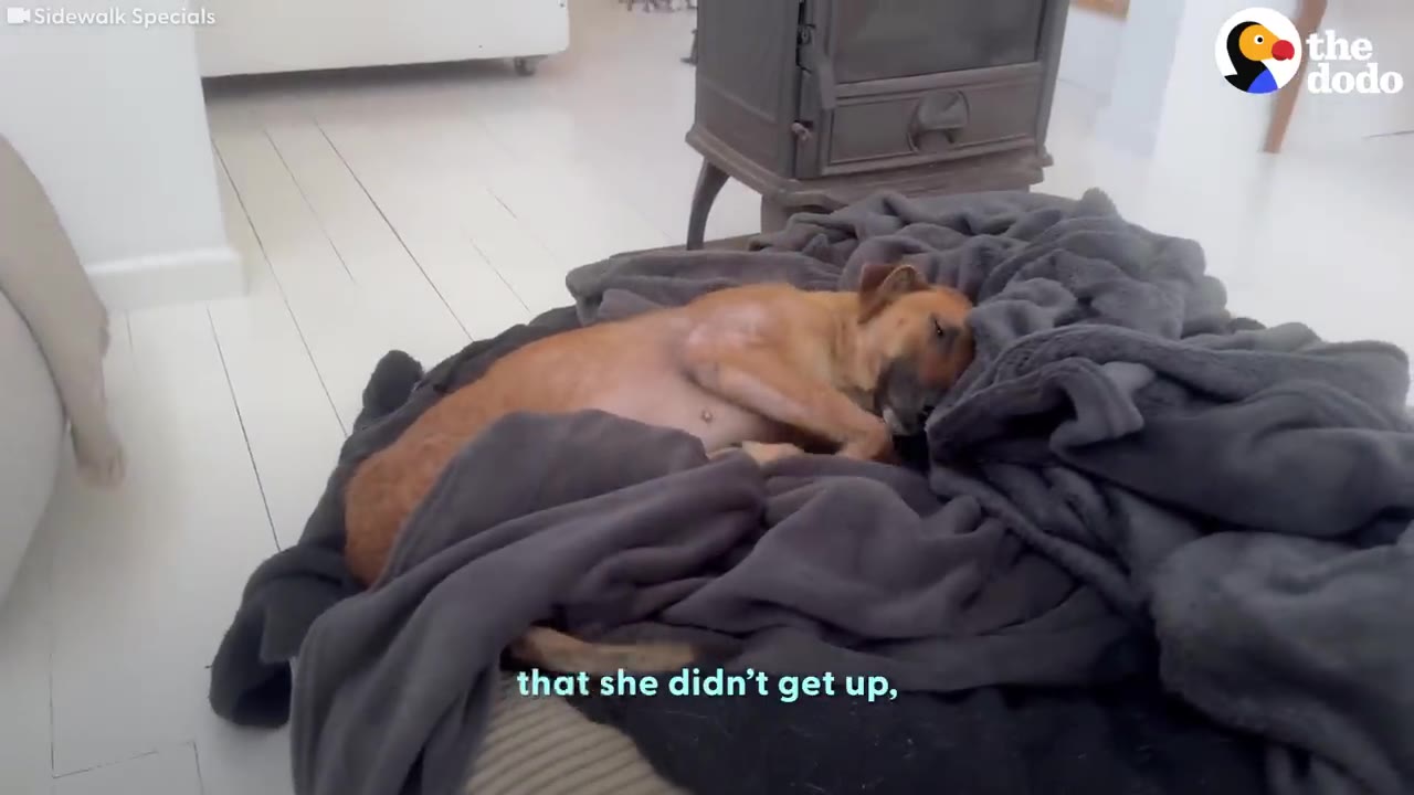 A brown dog resting on a plush round bed wrapped in a soft grey blanket inside a home.