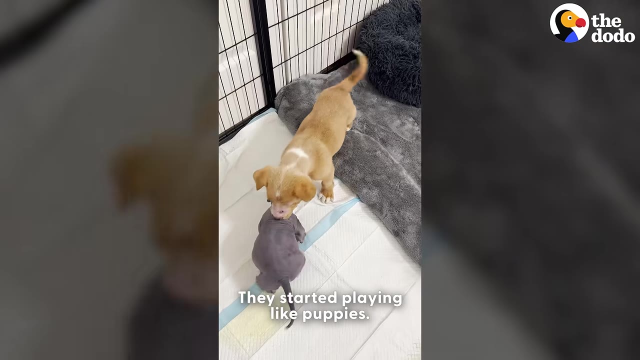 A small light brown puppy and a hairless grey puppy playing together on a white training pad inside a playpen.