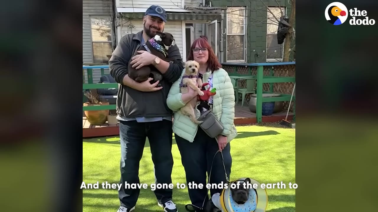 A smiling man and woman stand together on a green lawn holding two small dogs, while a third dog wearing a protective cone sits on the grass beside them.